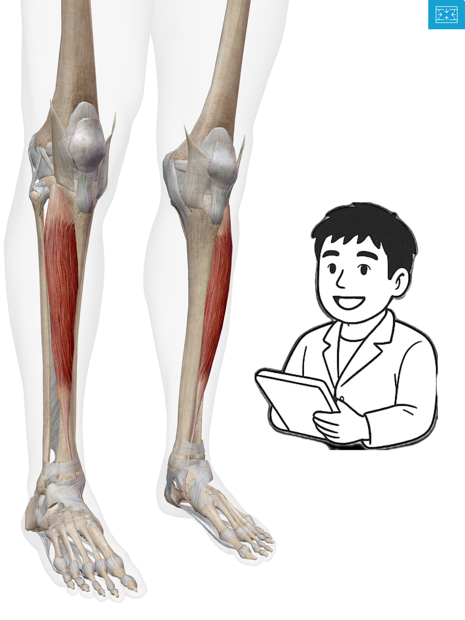前脛骨筋(ぜんけいこつきん) つま先を持ち上げる影の立役者！“転倒予防のキーマン”