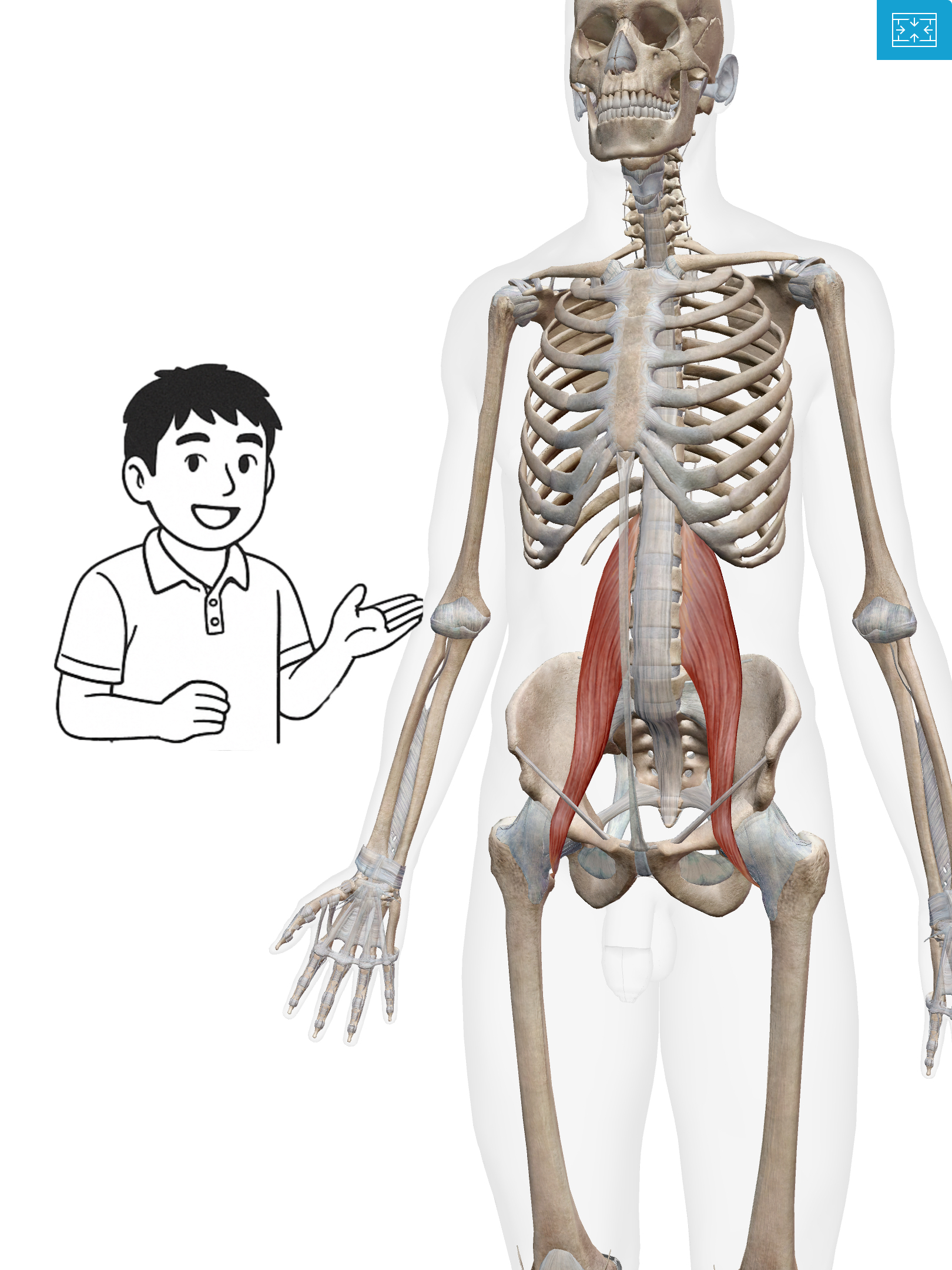 大腰筋(だいようきん) 「姿勢のカギを握る！“体の深部にひそむ安定マスター”」