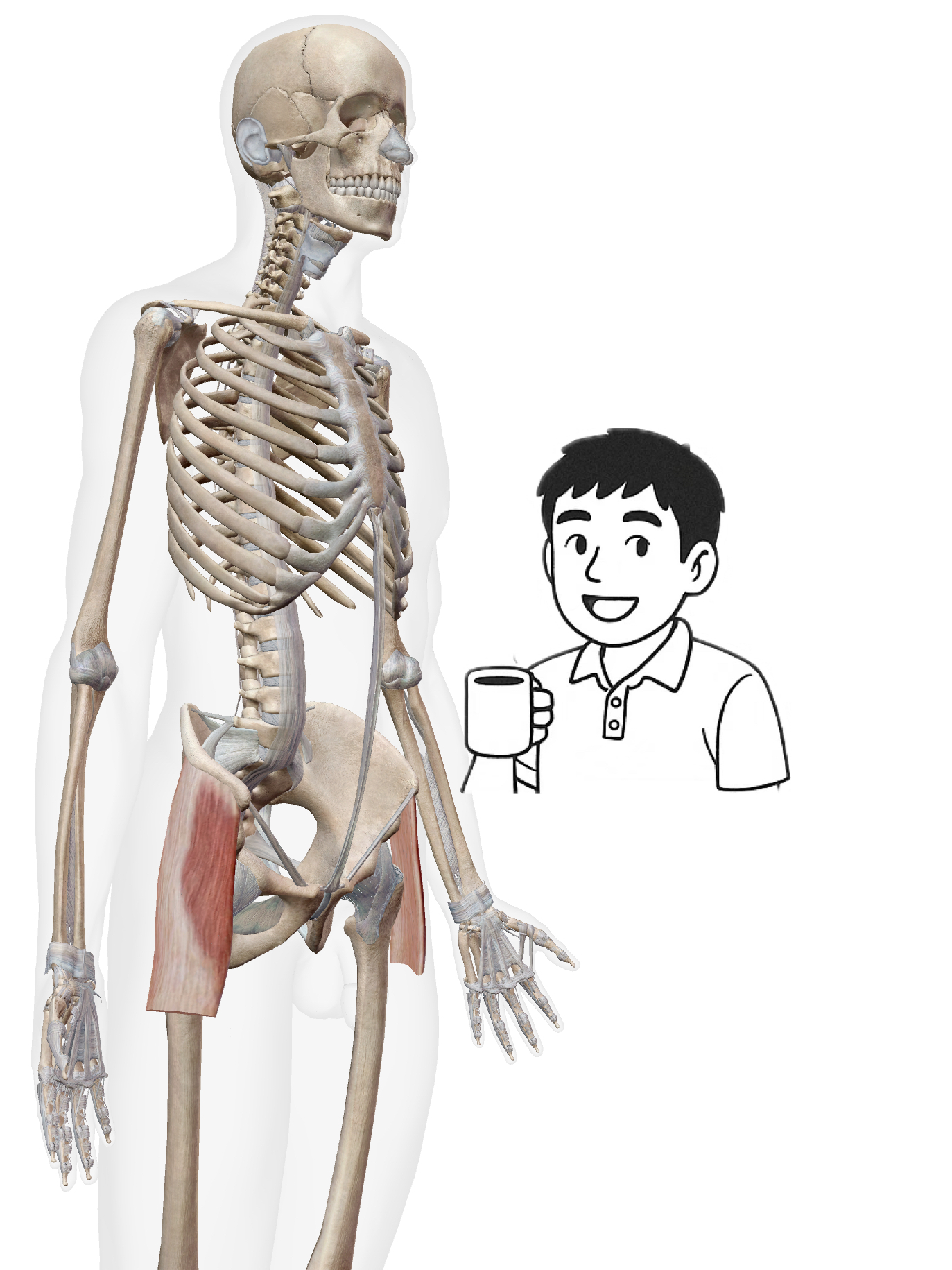大腿筋膜張筋(だいたいきんまくちょうきん) ももの横がピキーン！？がんばりすぎる縁の下の力持ち