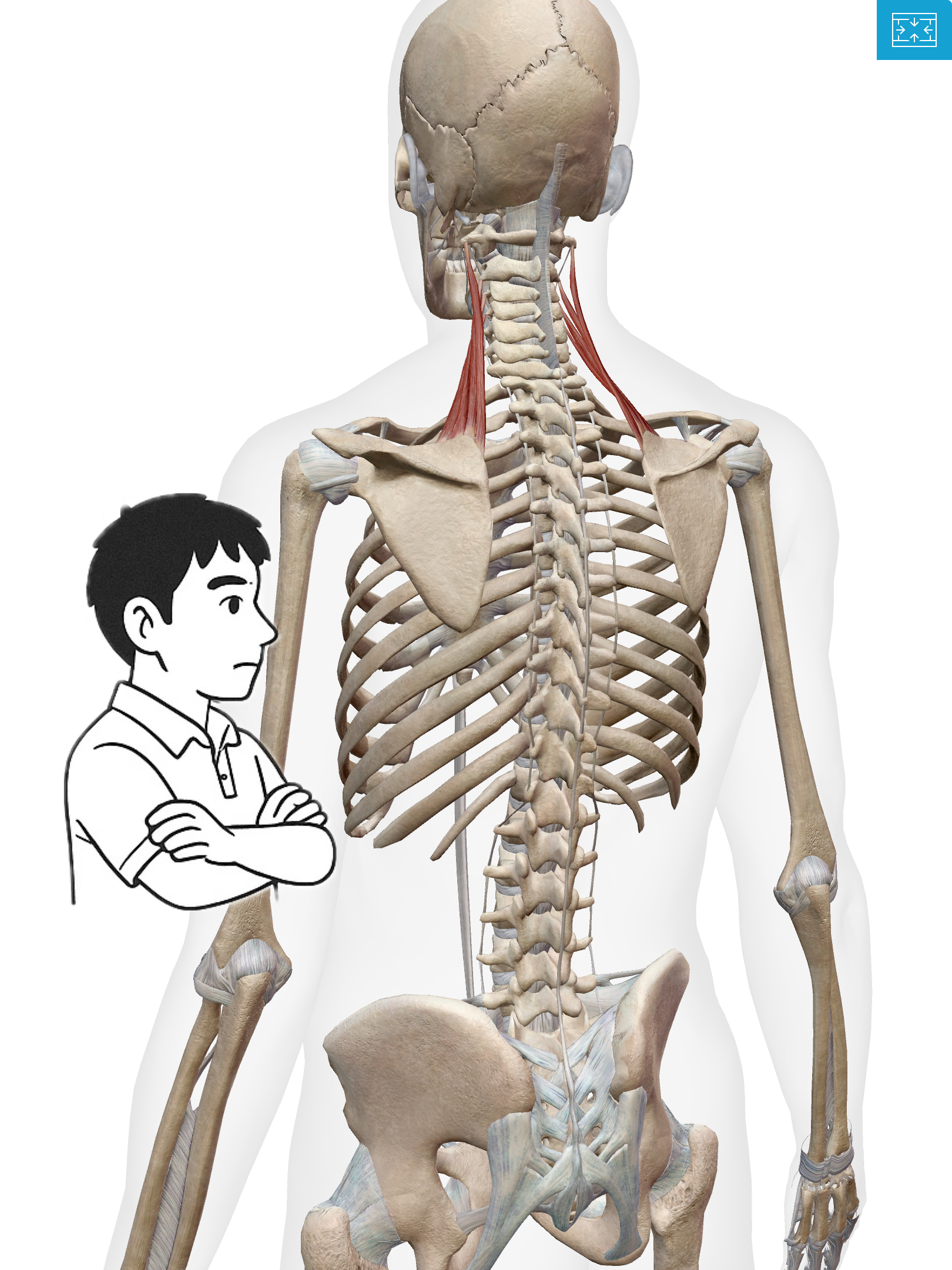 肩甲挙筋(けんこうきょきん) 肩こりの“犯人”かも！？コリやすい働き者なんだ