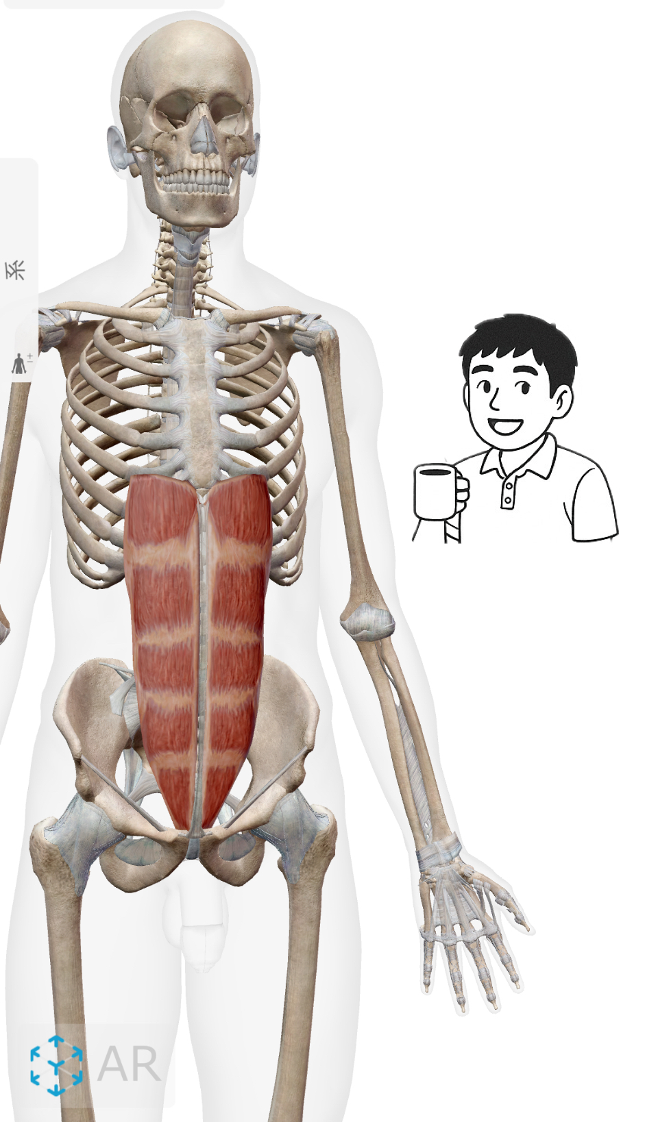 腹直筋(ふくちょくきん)  おなかのヒーロー“腹直筋”のスゴさ