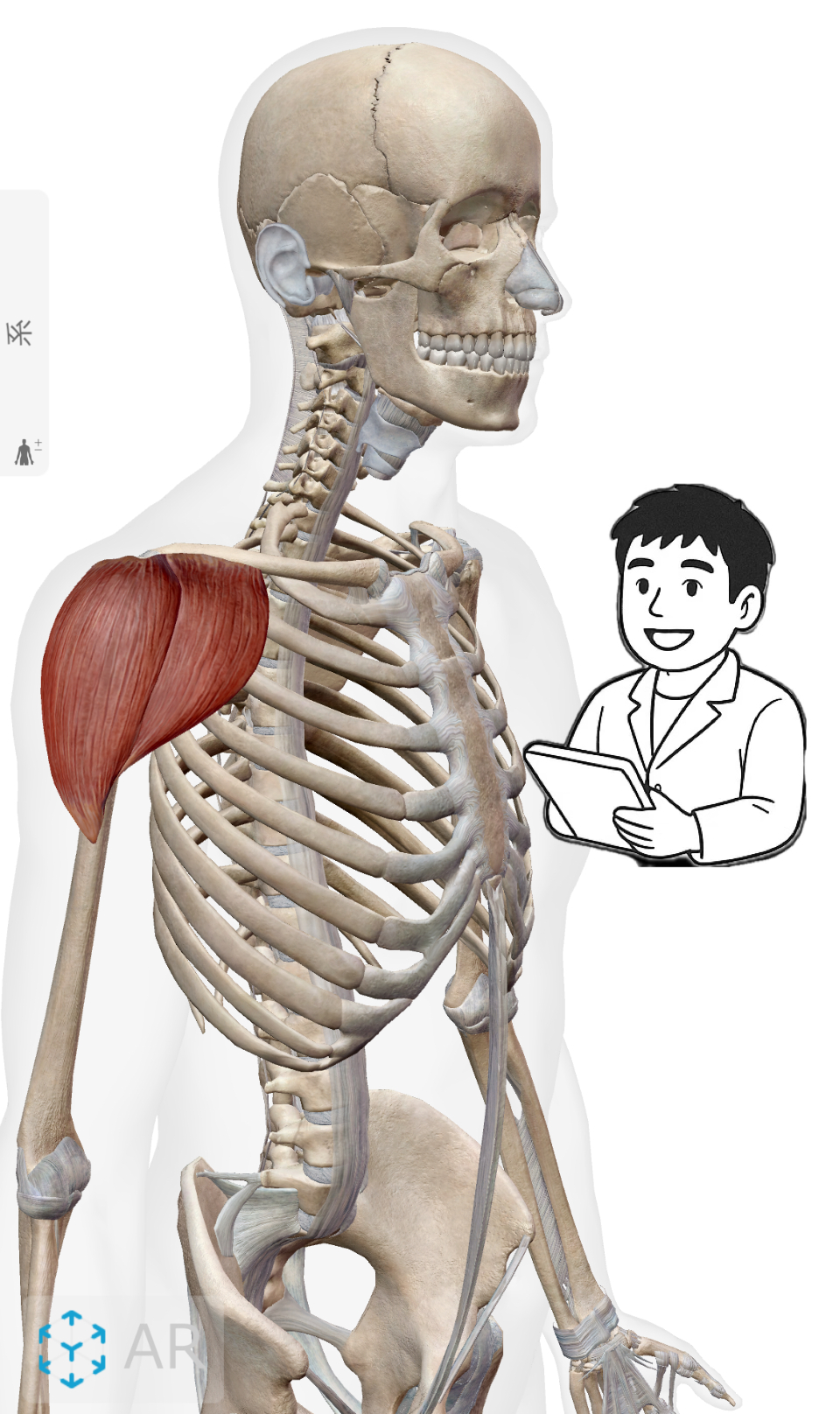 三角筋(さんかくきん)   三角筋がいないと腕が上がらない！