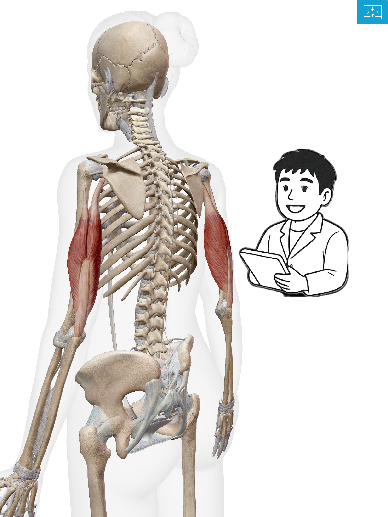 上腕三頭筋（じょうわんさんとうきん）二の腕プルプル？上腕三頭筋は“押す力のエンジン”なんだ！