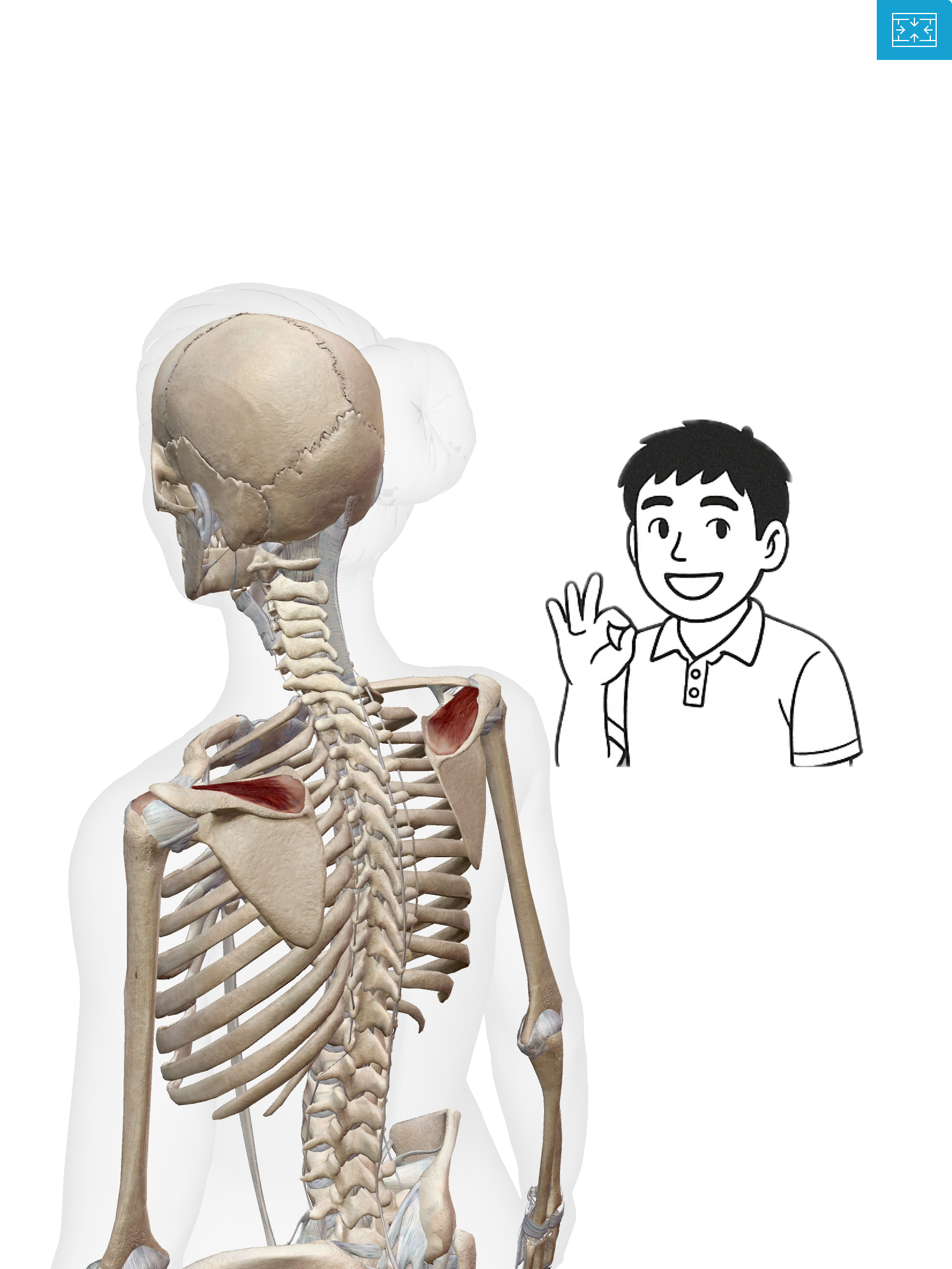 棘上筋（きょくじょうきん）肩のスタートボタン！棘上筋は腕を上げる最初の一押しなんだ