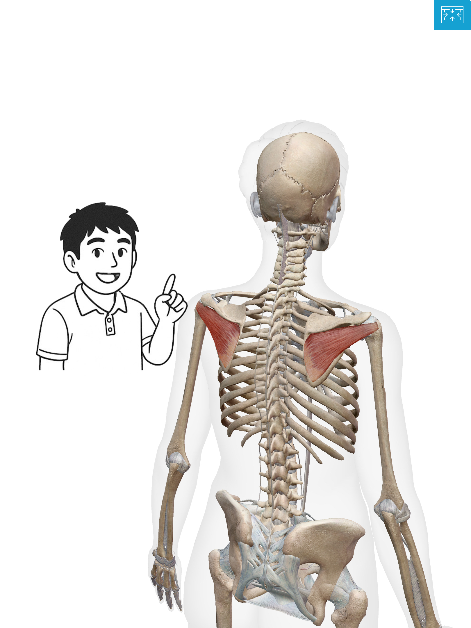 棘下筋（きょくかきん) 腕を外にひねる職人！棘下筋は肩の守り神なんだ