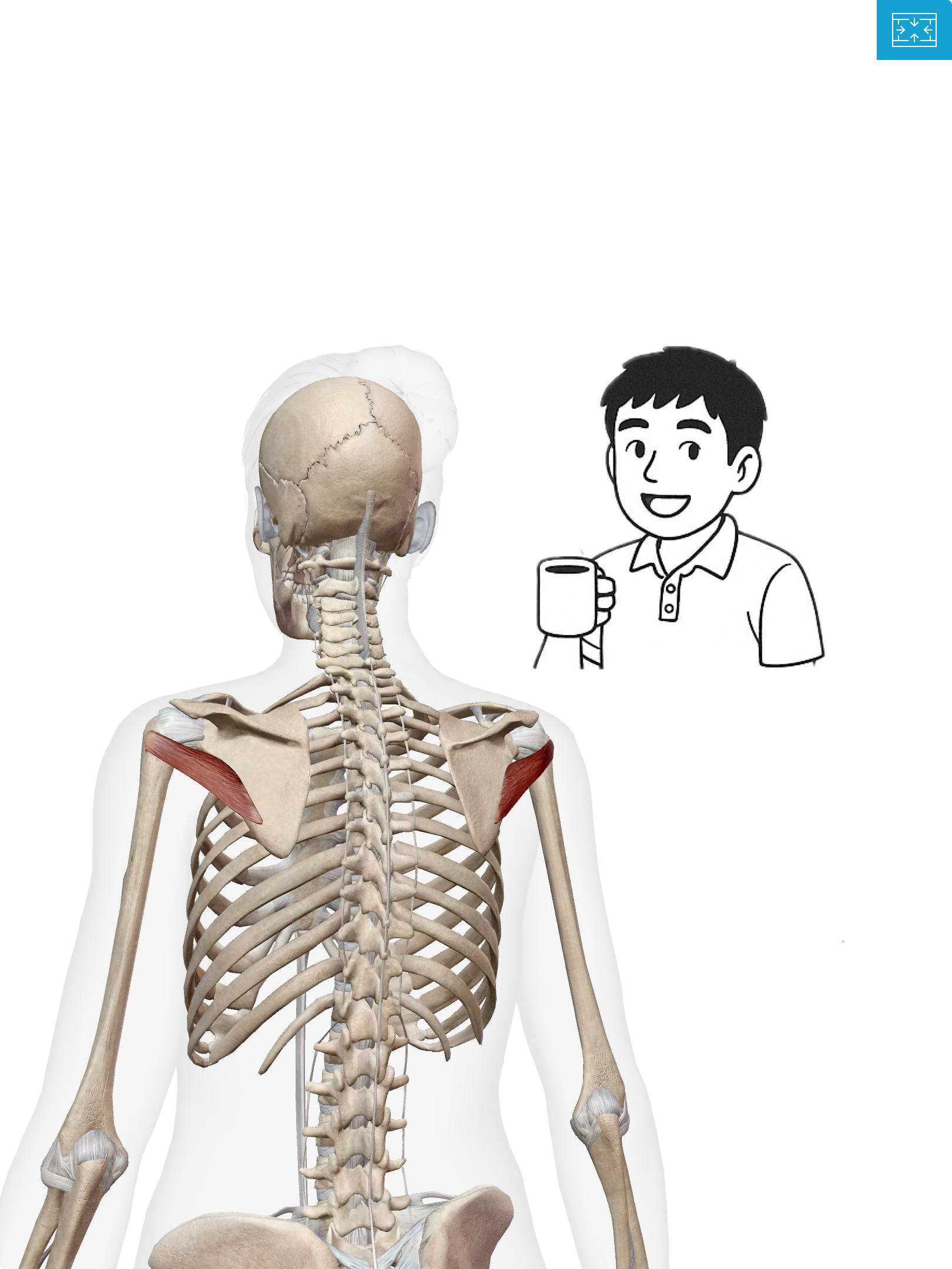 小円筋（しょうえんきん）肩の回転アシスト役！小円筋は小さいけど頼れる筋肉なんだ