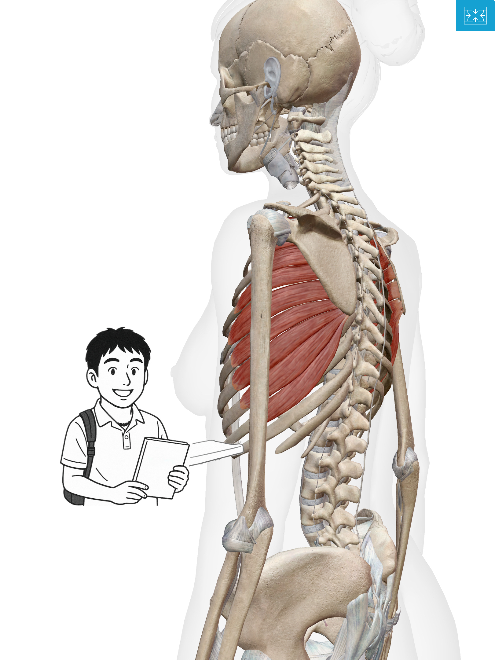 前鋸筋(ぜんきょきん) 肩甲骨を支えるヒーロー！前鋸筋は“翼の筋肉”なんだ