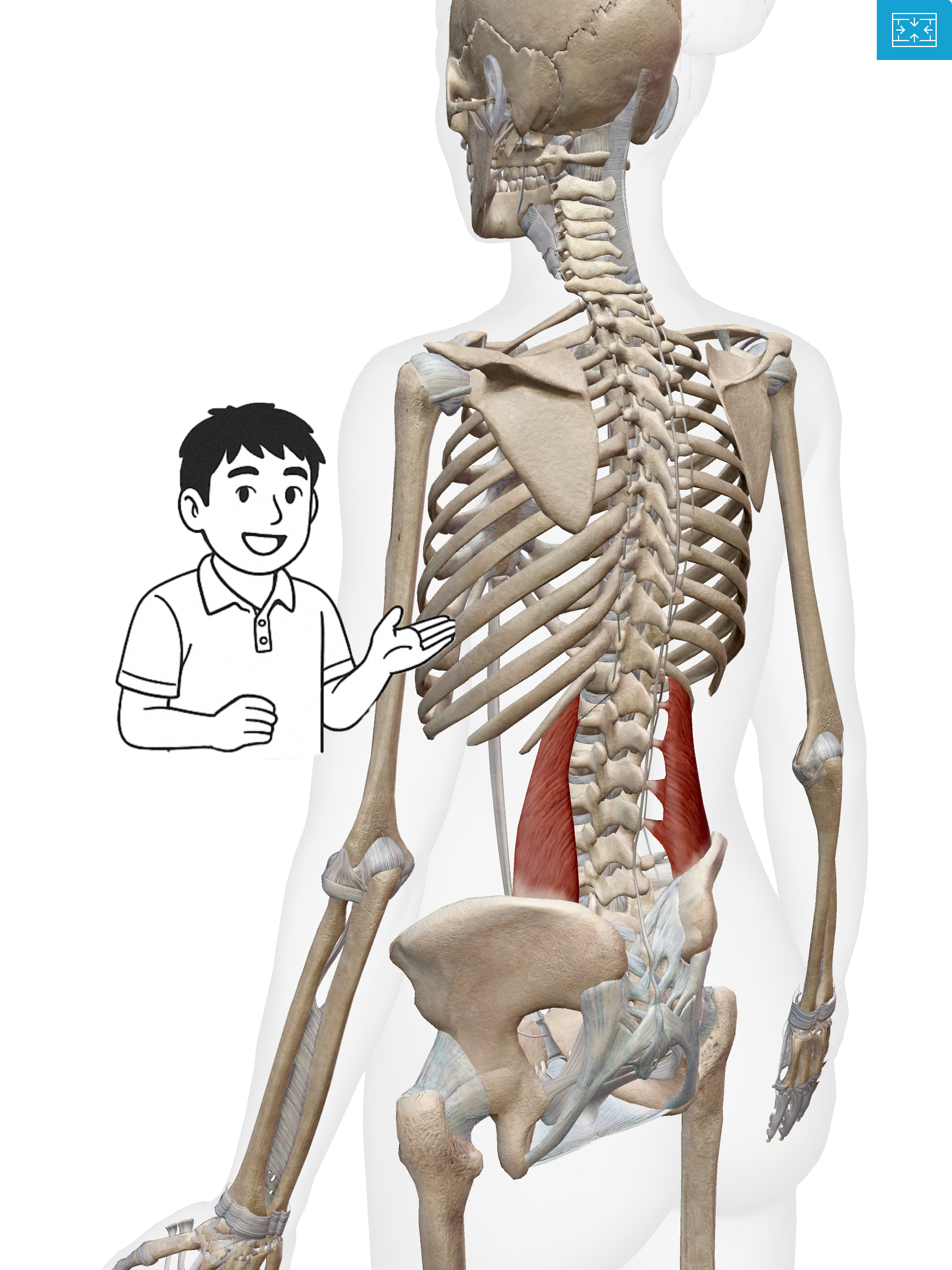 腰方形筋(ようほうけいきん) 腰を支える土台！腰方形筋はバランスの要なんだ