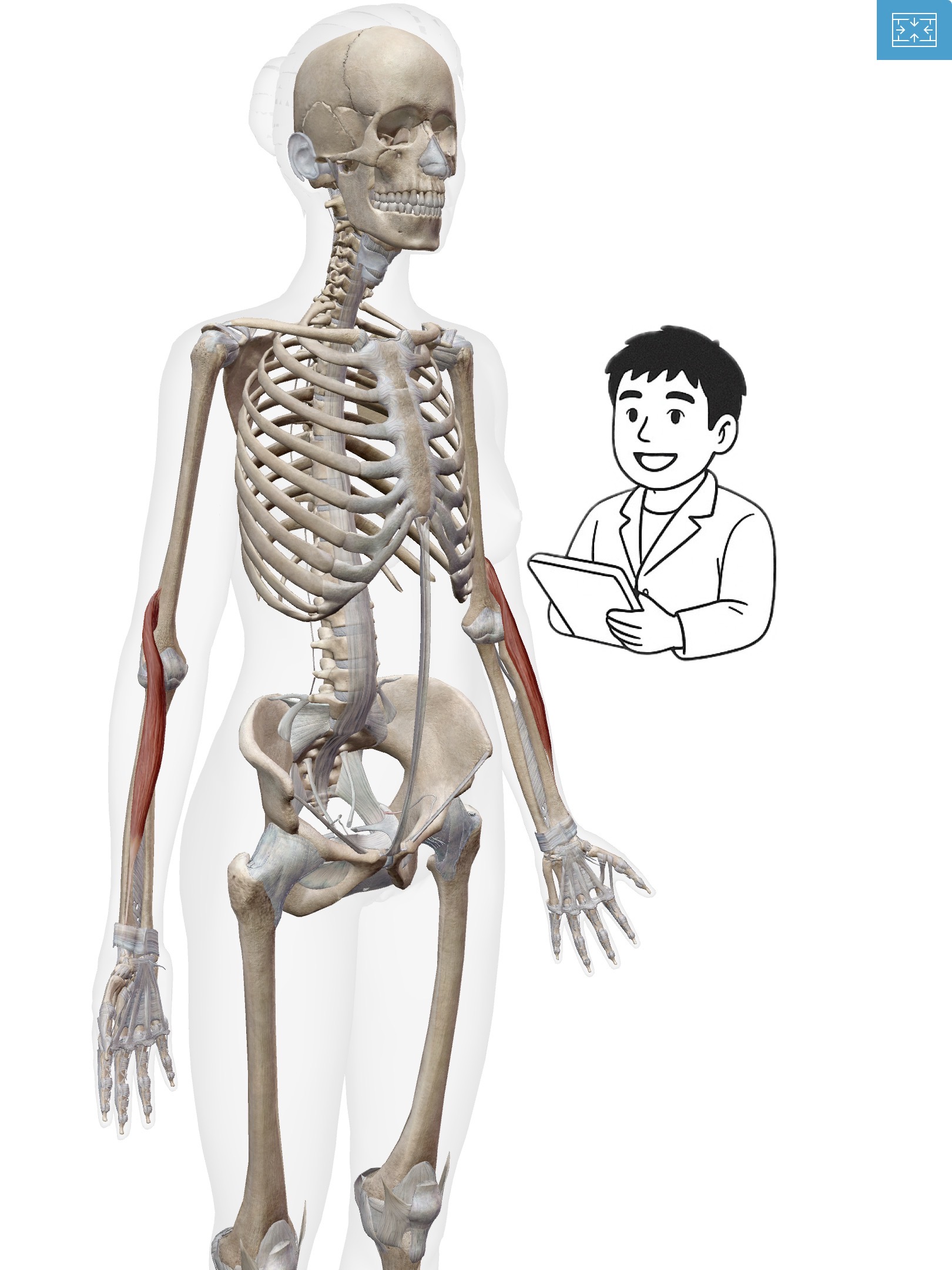 腕橈骨筋(わんとうこつきん)腕のねじりを助ける筋肉！肘から手をつなぐ