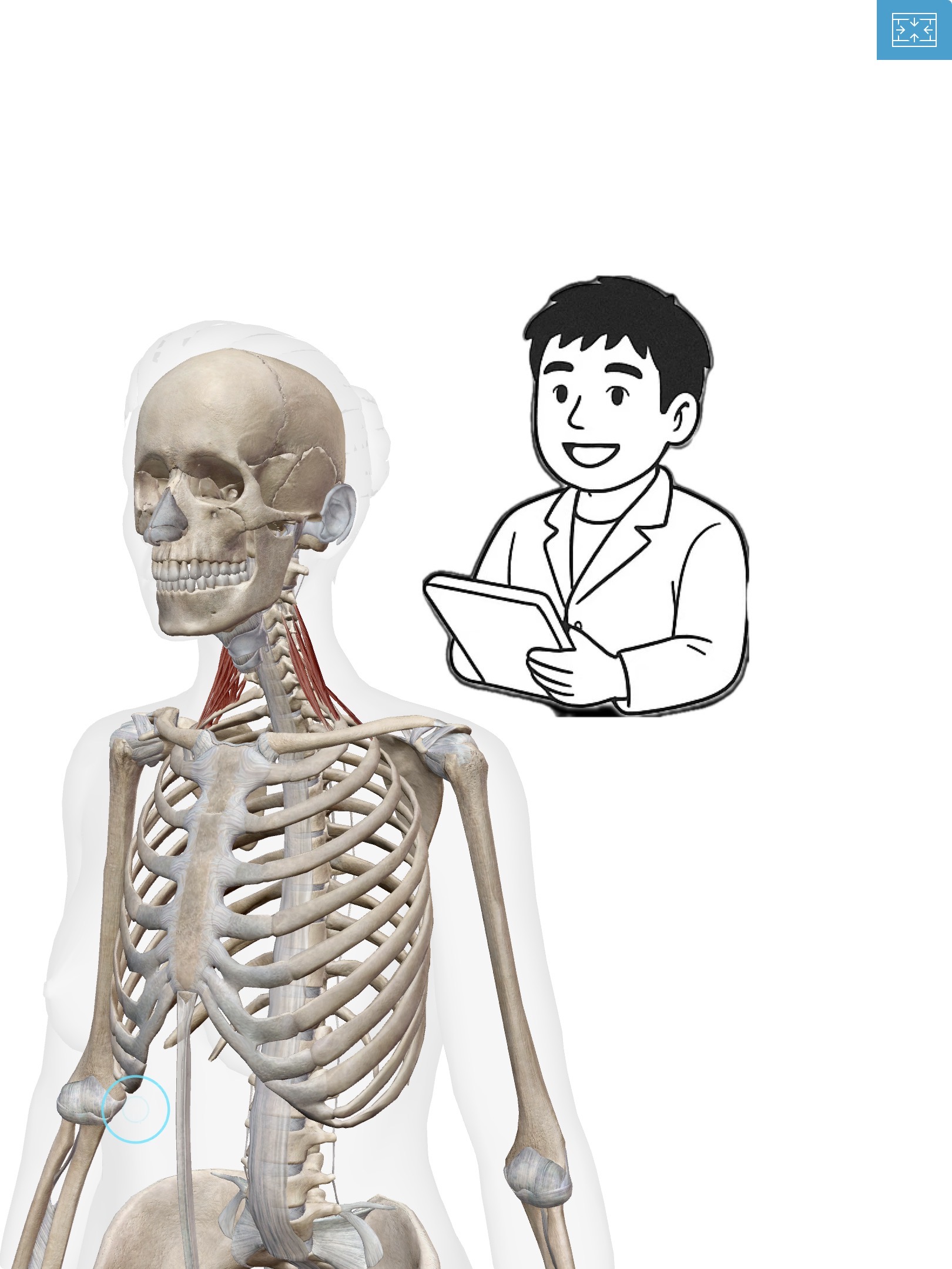 斜角筋(しゃかくきん)呼吸も首も支える名アシスト！首のサポート役