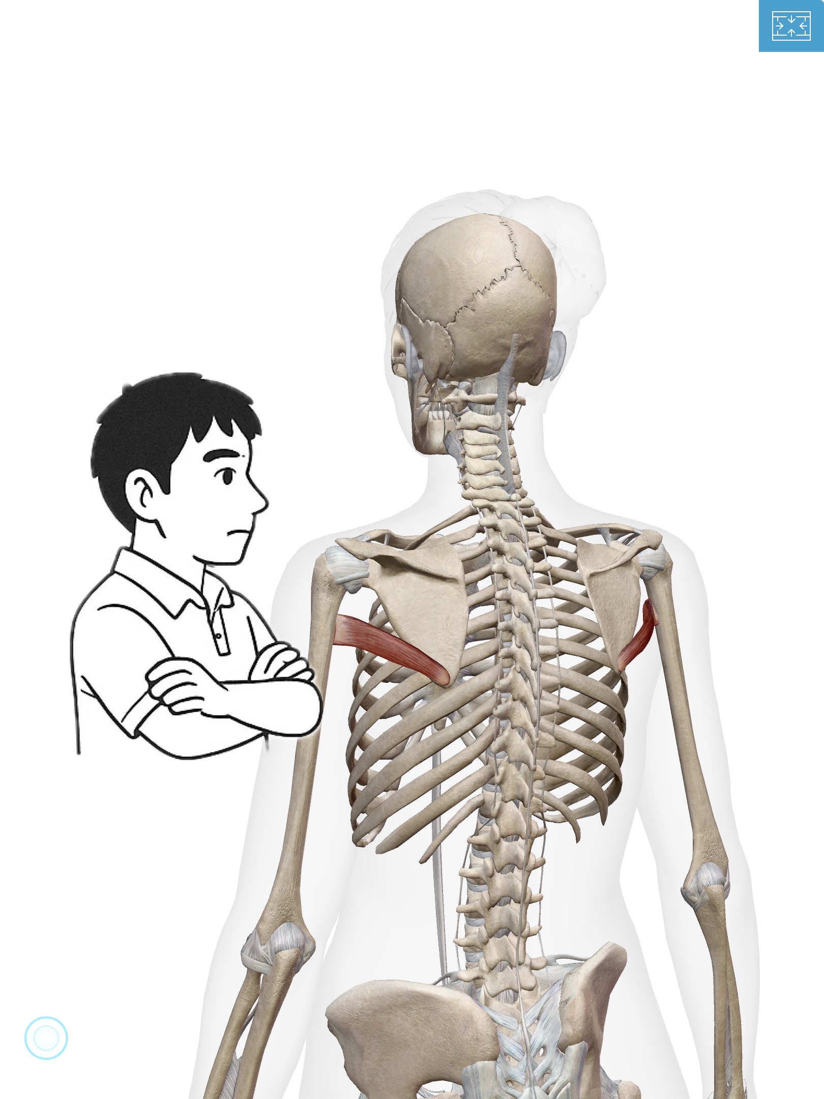 大円筋(だいえんきん)腕を引っ張るパワーの助っ人！背中の裏方