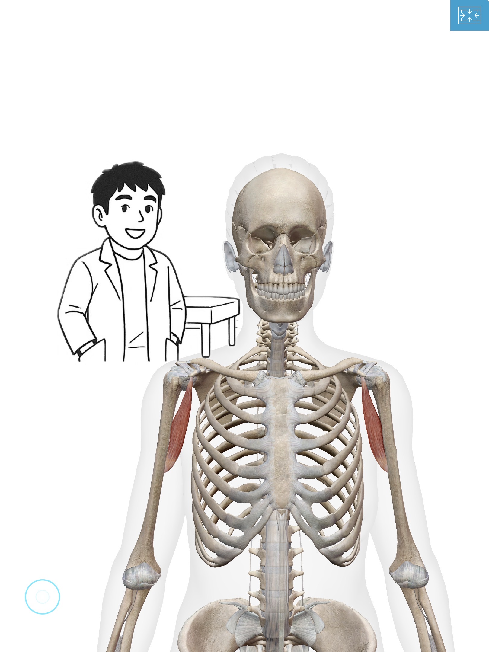 烏口腕筋(うこうわんきん)肩と腕をつなぐ助っ人！見えない支え役