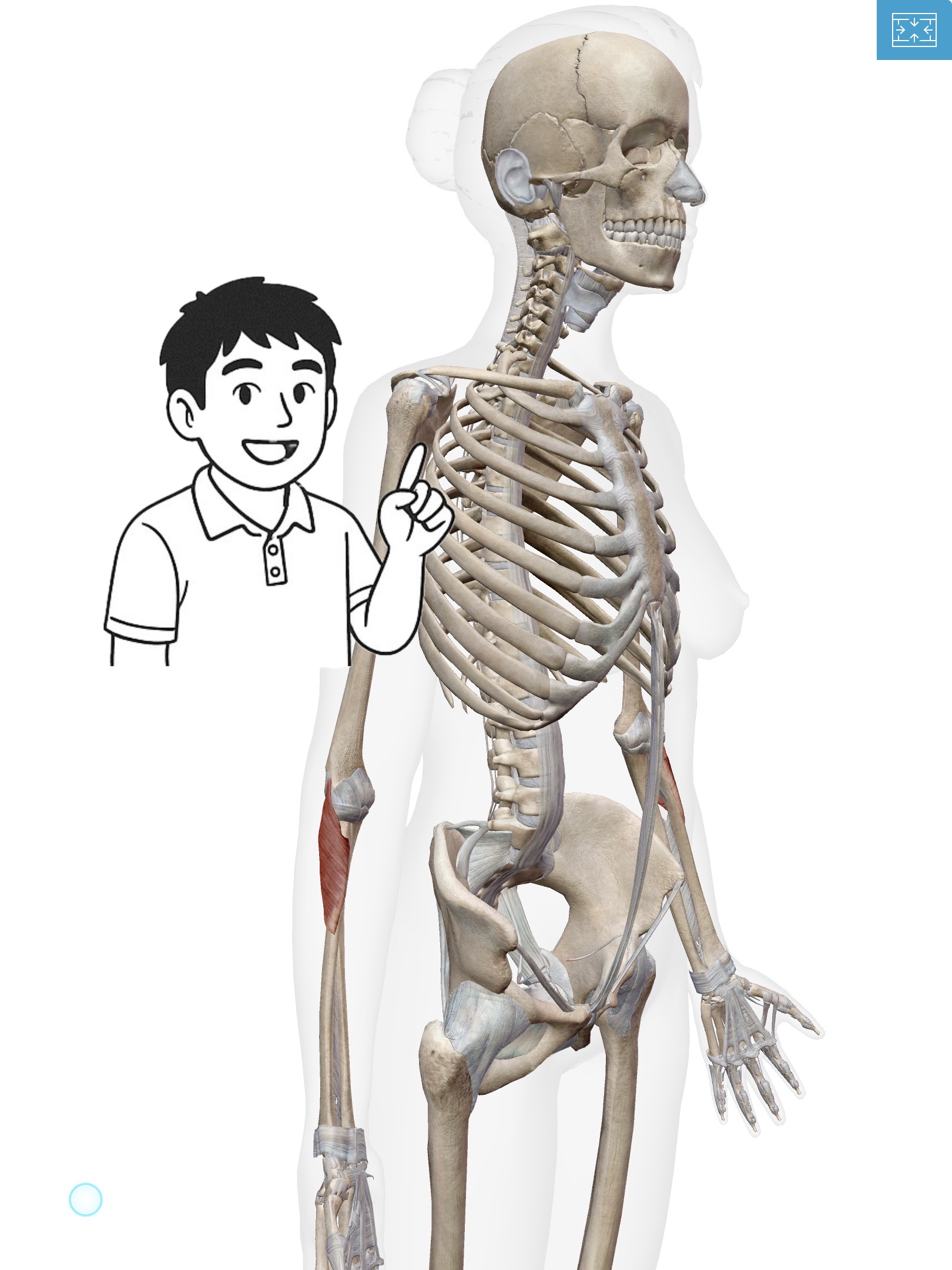 回外筋(かいがいきん)ドアノブを回す時に活躍！ねじりの達人