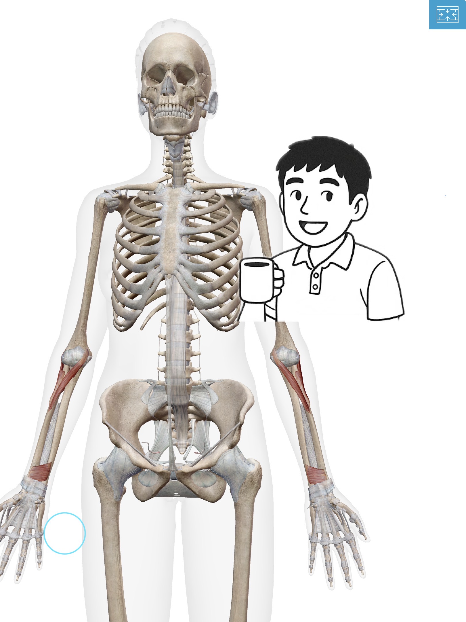 回内筋(かいないきん)手のひらを下に向ける時に活躍！ひねりの相棒だ